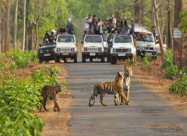 Kanha Safari Tour Package 2025 – Explore the Wild Heart of India