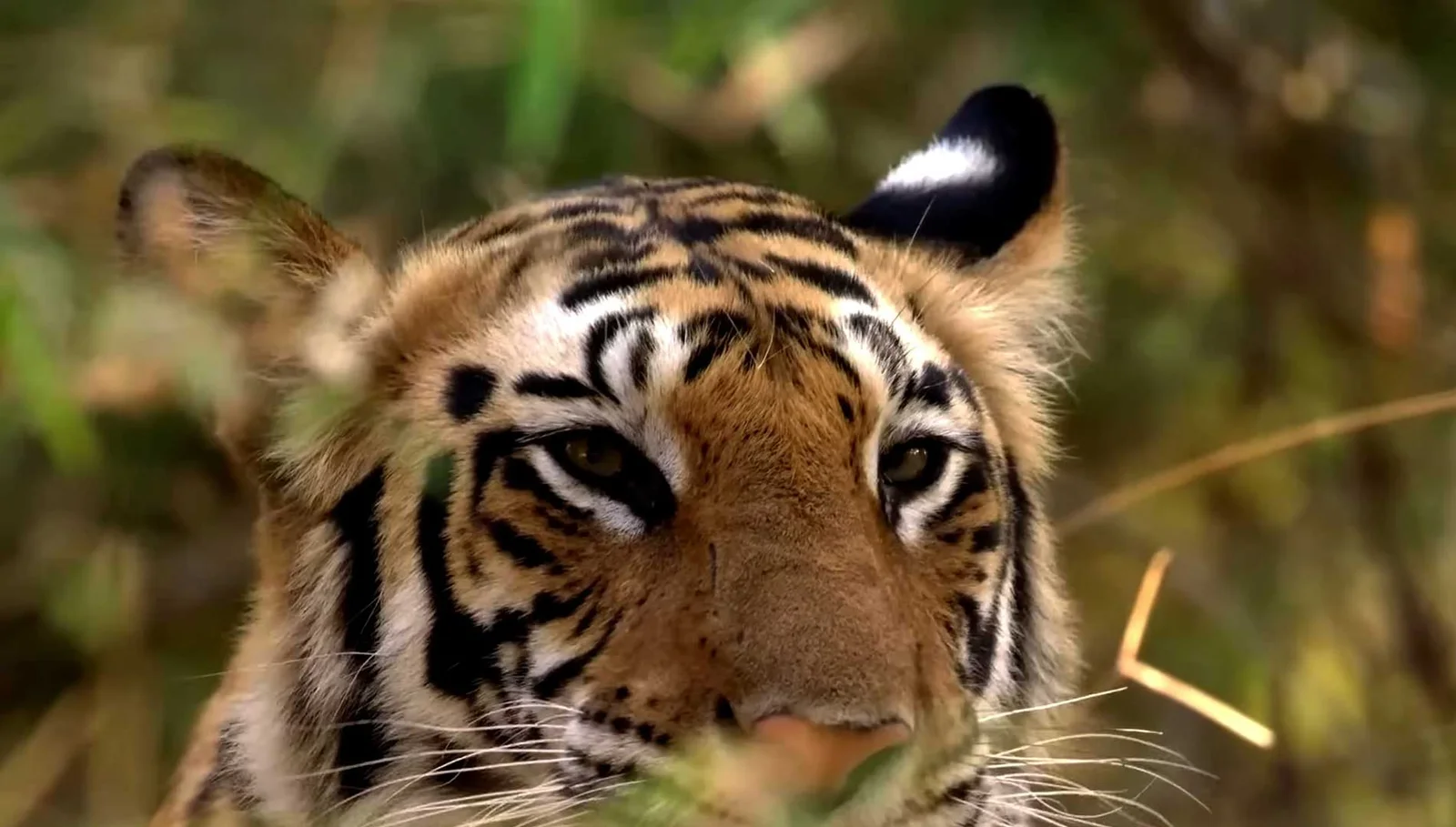 Kanha & Bandhavgarh Tiger Safari Tour Package