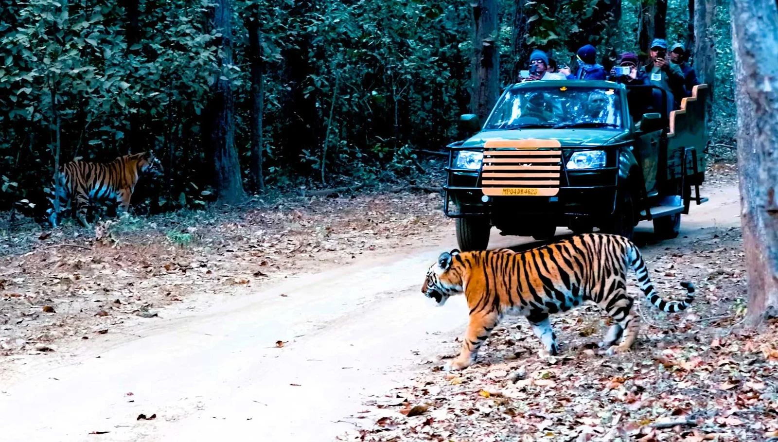 Kanha & Bandhavgarh Tiger Safari Tour Package
