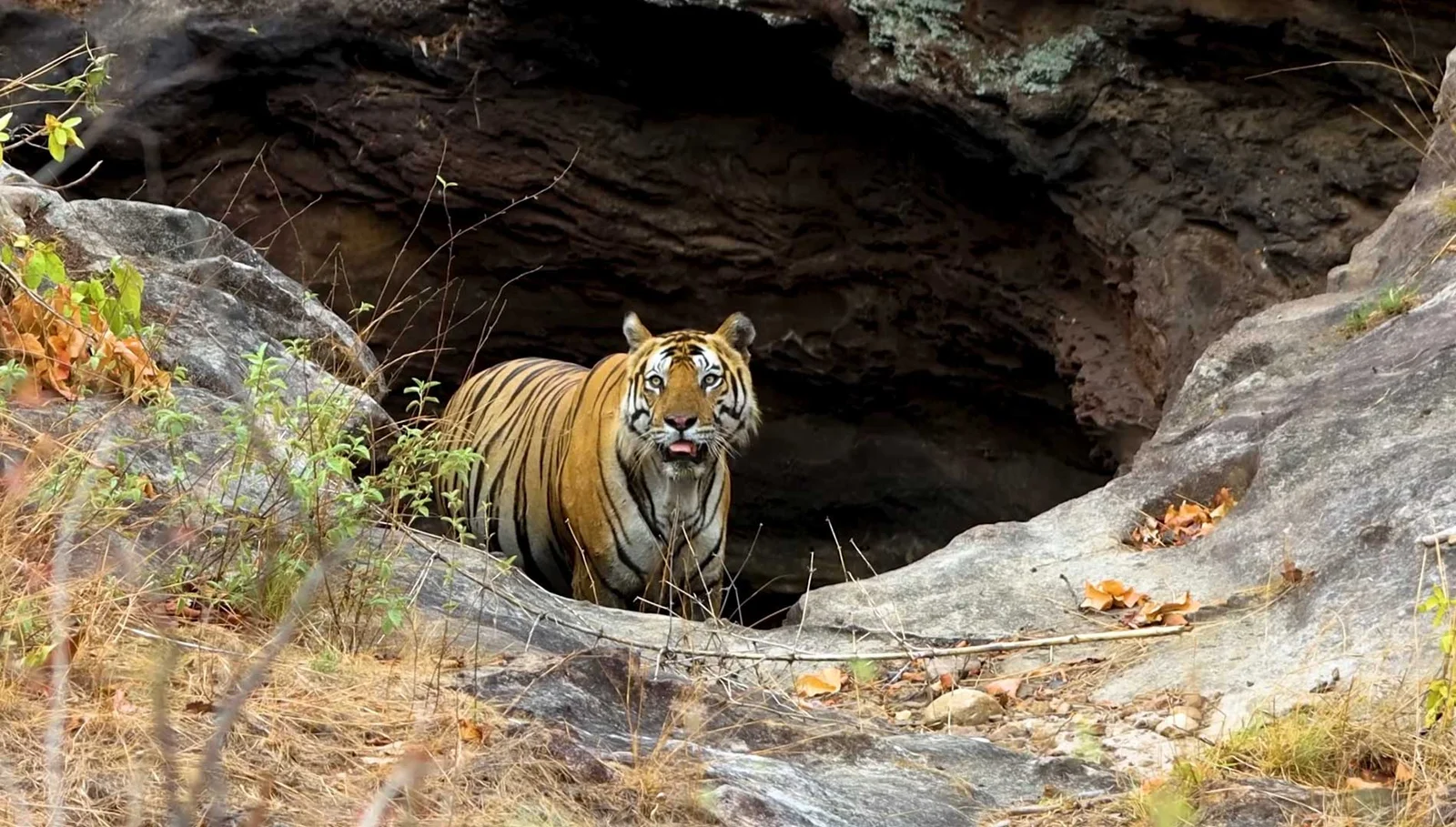 Best Bandhavgarh & Kanha Safari Tour 2026 – Into the Wild