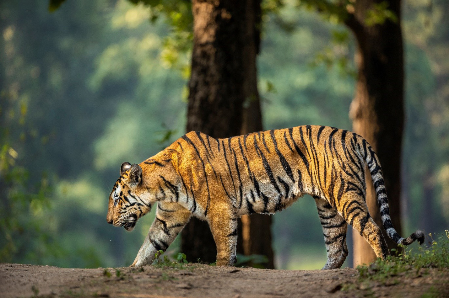Best Bandhavgarh & Kanha Safari Tour 2026 – Into the Wild