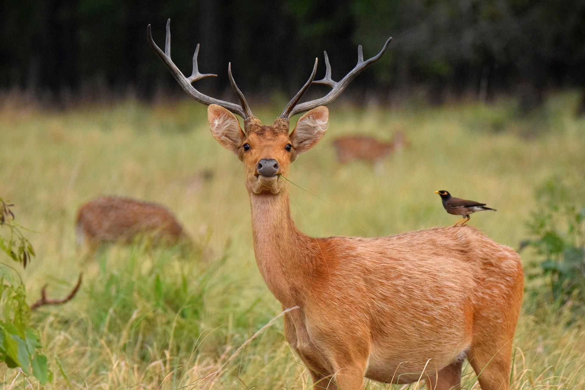 Best Kanha National Park Safari Package – 3 Days / 2 Nights