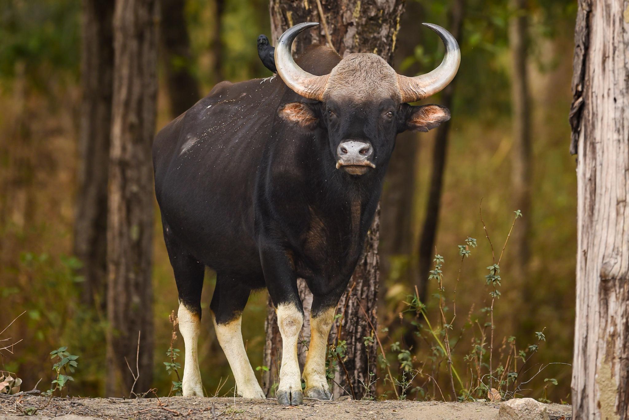 Best Kanha National Park Safari Package – 3 Days / 2 Nights