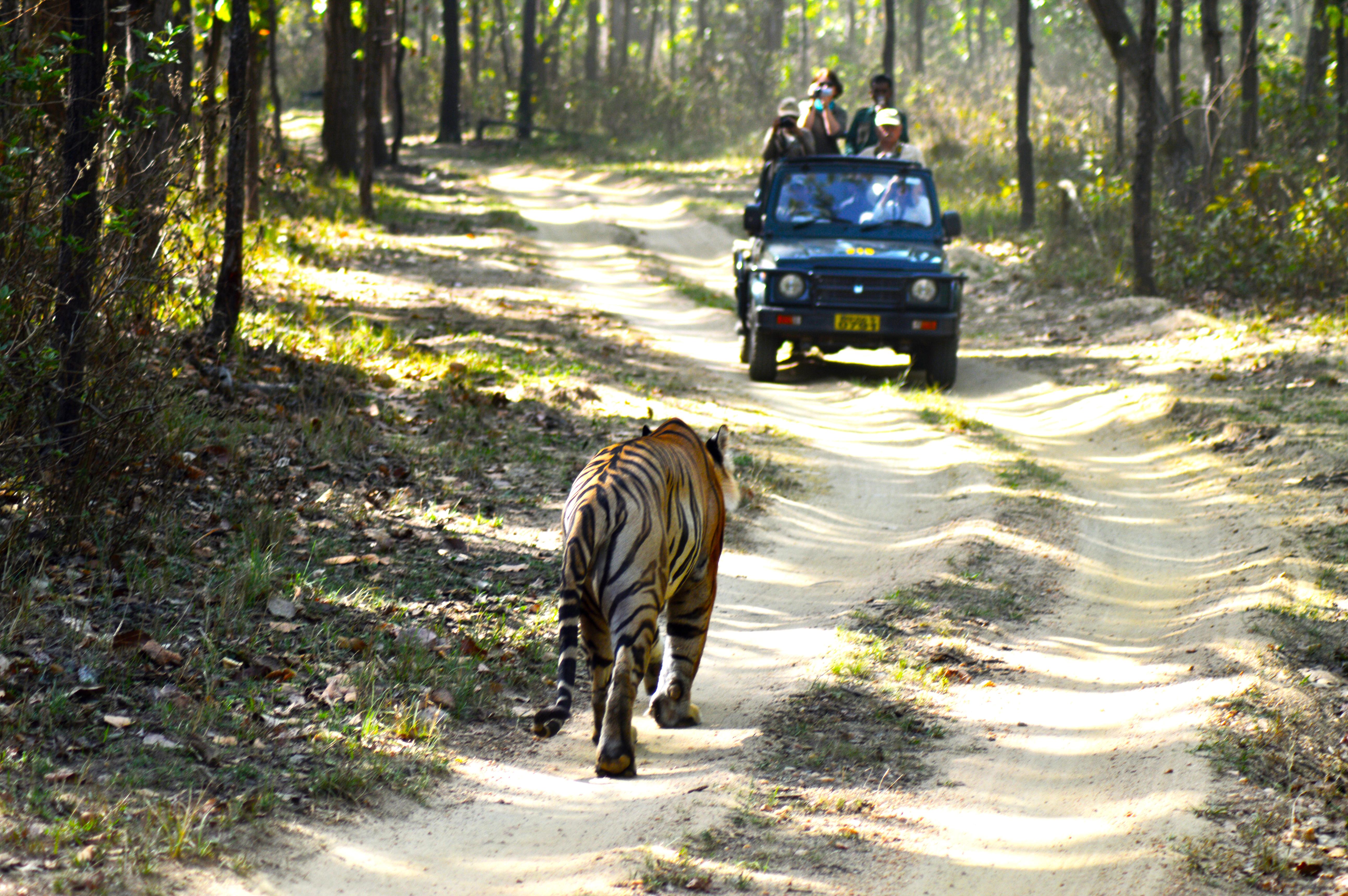Best Kanha National Park Safari Package – 3 Days / 2 Nights