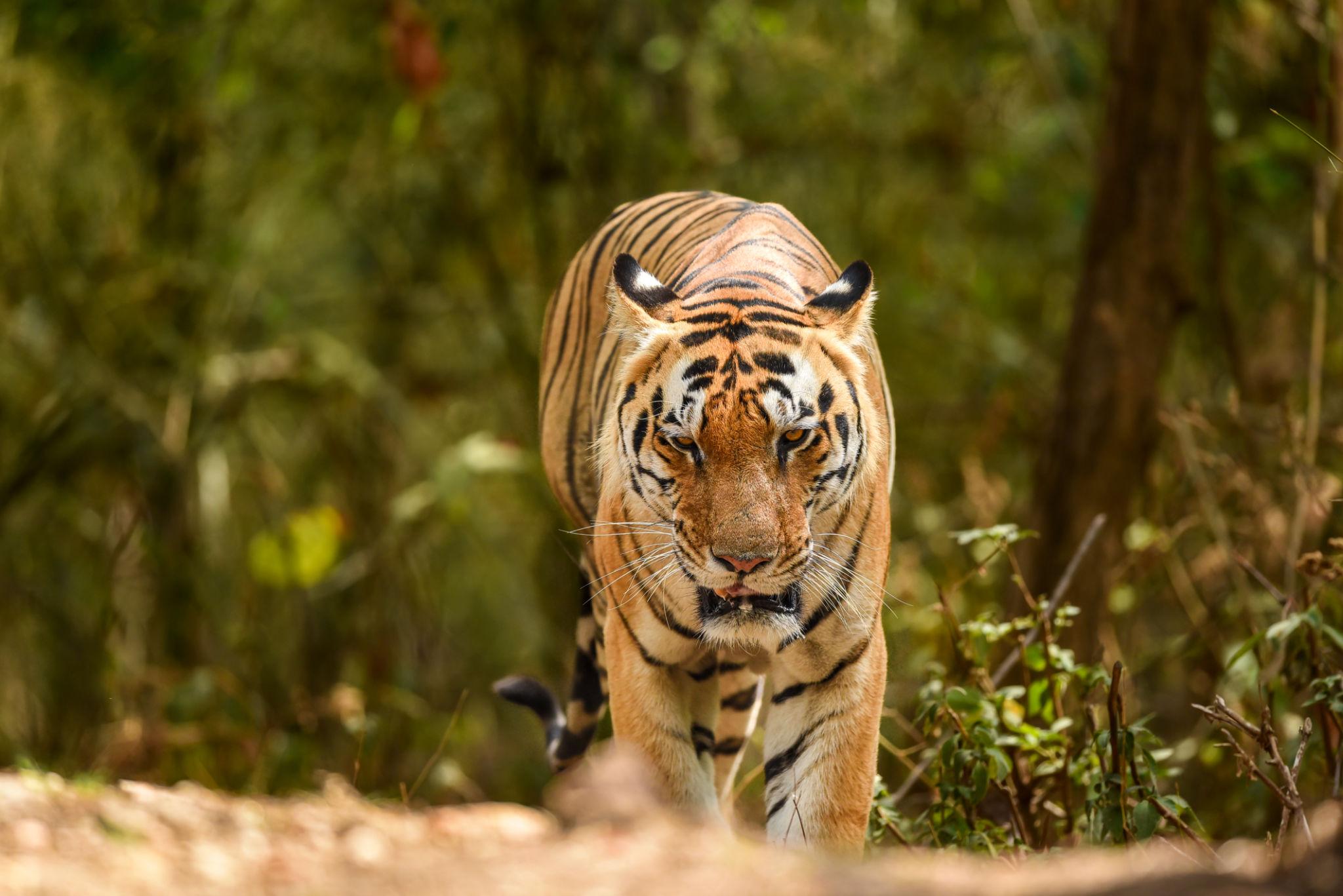 Best Kanha National Park Safari Package – 3 Days / 2 Nights